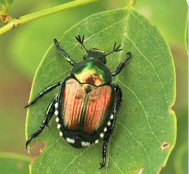 popillia japonica